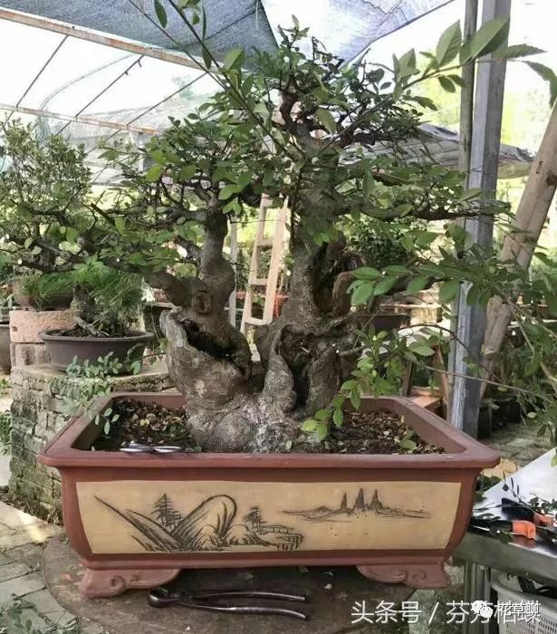 老爸上山挖下山桩捡漏做盆景 养几年 卖万元