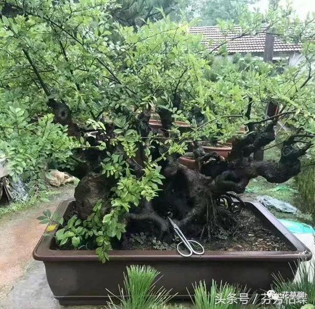 老爸上山挖下山桩捡漏做盆景 养几年 卖万元