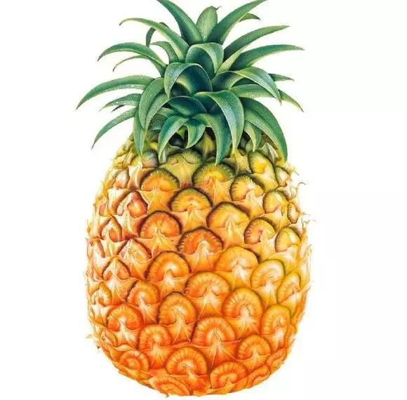 图解 制作菠萝盆景的全国 13幅