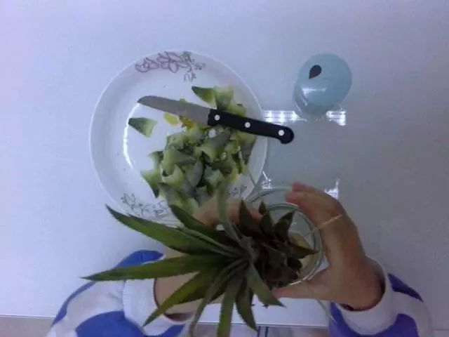 图解 制作菠萝盆景的全国 13幅