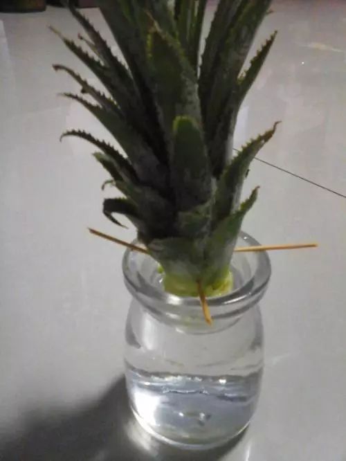 图解 制作菠萝盆景的全国 13幅