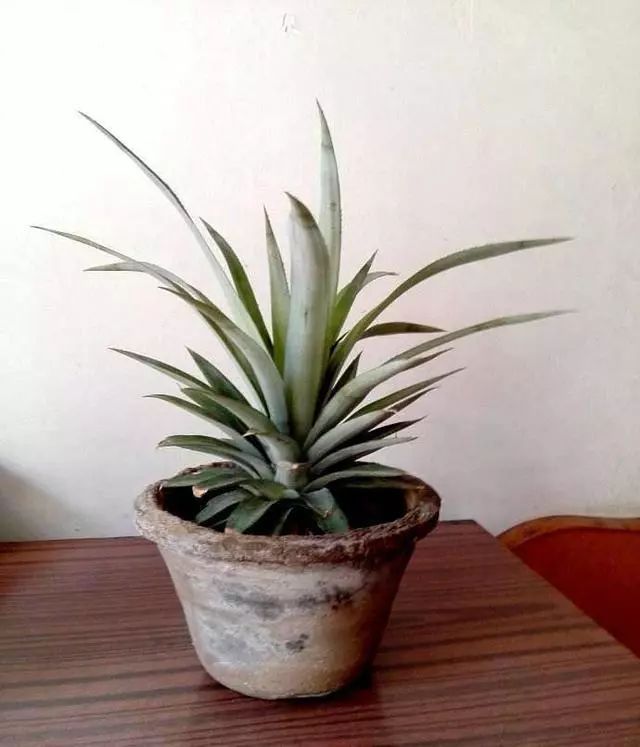 图解 制作菠萝盆景的全国 13幅