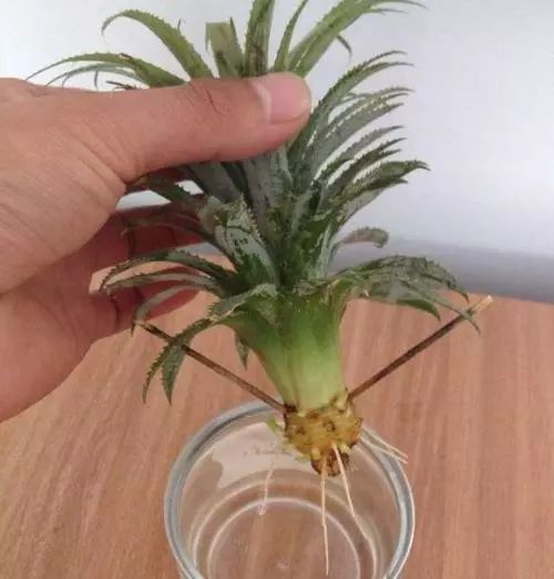 图解 制作菠萝盆景的全国 13幅