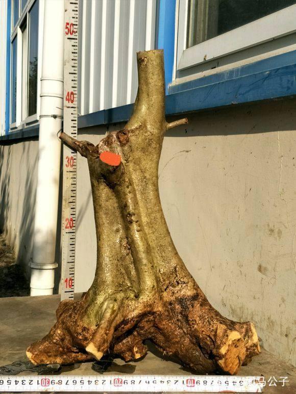 怎么种植对节白蜡下山桩 3个发芽方法 图片