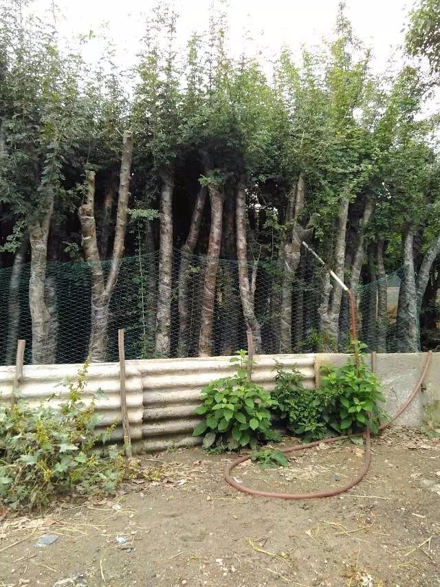 怎么种植对节白蜡下山桩 3个发芽方法 图片