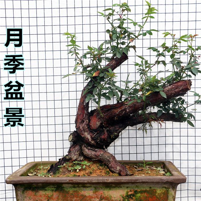 白继木下山桩的选桩与造型