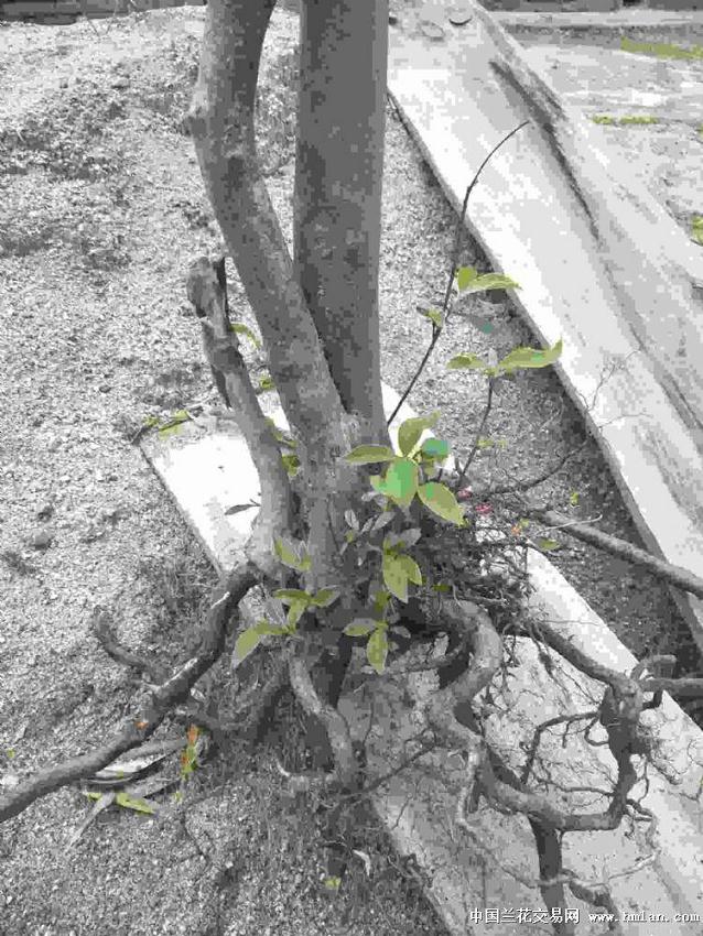 白继木下山桩的选桩与造型