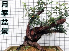 白继木下山桩怎么选桩 如何造型 图片