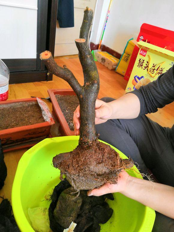 首先要明白下山桩成活的必要条件 水和营养