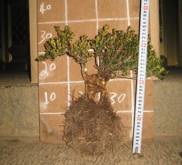 本人在下山桩吧也有3年了 卖桩骗钱的不少