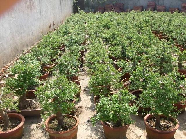 本人在下山桩吧也有3年了 卖桩骗钱的不少