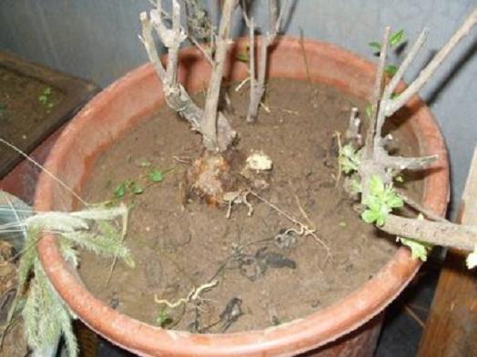 本人在下山桩吧也有3年了 卖桩骗钱的不少