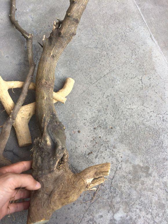 提高下山桩成活率的第二个条件 营养