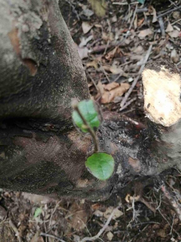 在常德挖的一棵白花檵木下山桩 可惜 不值钱