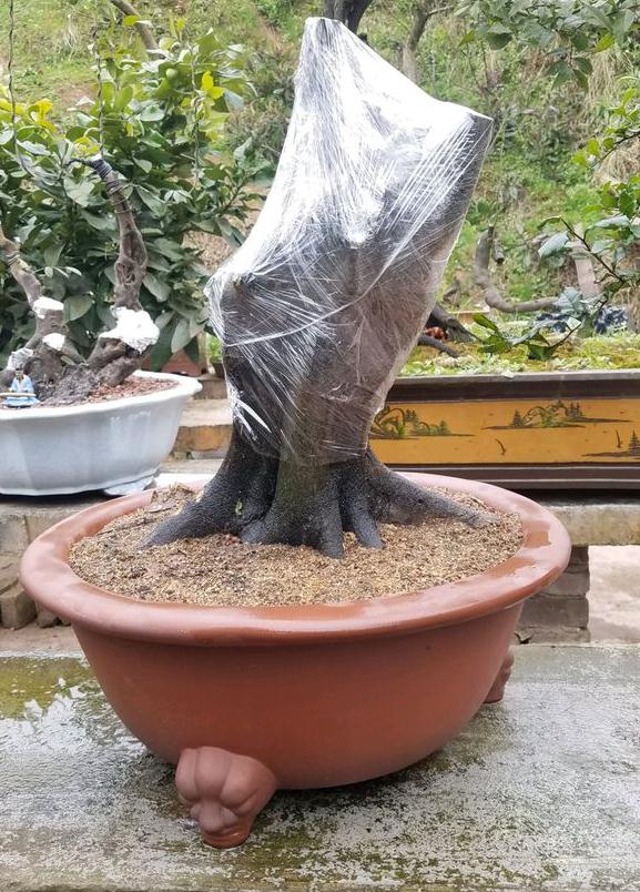 图解 制作金弹子下山桩的5个步骤