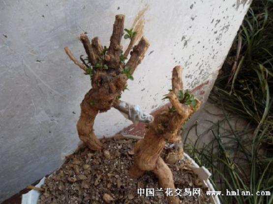 请问 春季挖下山桩有什么好处?