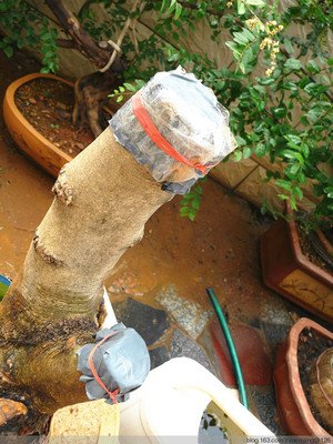 听说下山桩带有叶子 容易成活？