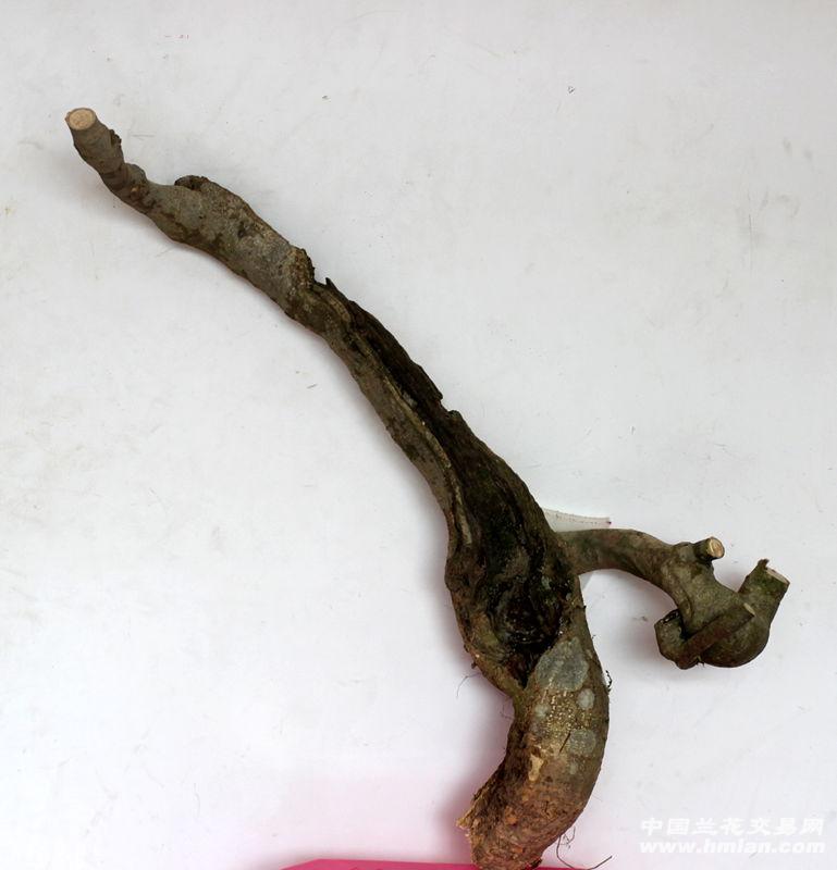 下山桩怎么洗根泡桩 如何提高成活率 图片