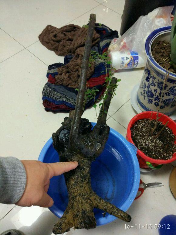 帮忙看下 刚买的下山桩 能活吗?