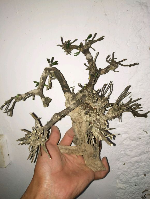 下山桩盆景怎么改造 方法图解 17幅