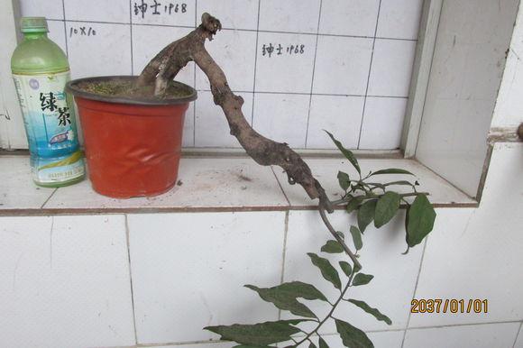 金弹子下山桩的最快挂果法