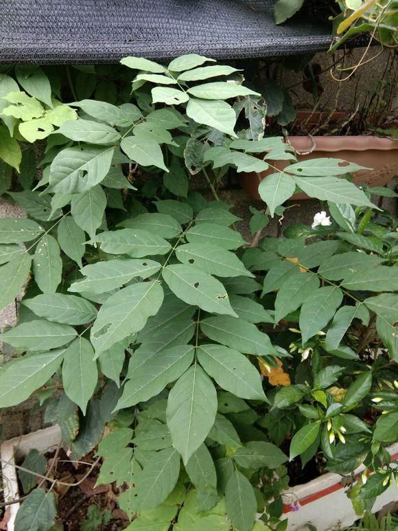 容易造成紫藤下山桩烂桩的5个原因