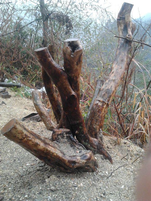 大家容易忽视 映山红下山桩保芽的3个问题