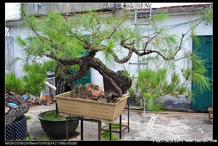 山松盆景的日常养护 有4个方面 要注意