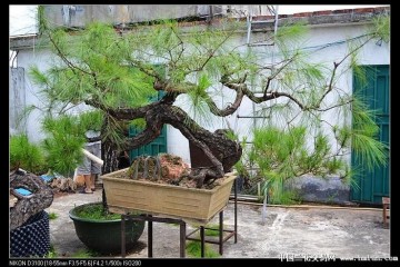 山松盆景的日常养护 有4个方面 要注意