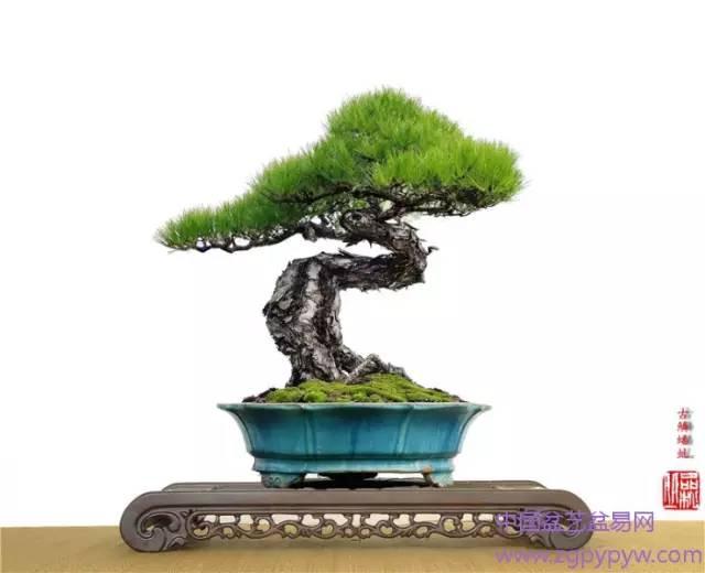 山松盆景的制作与养护