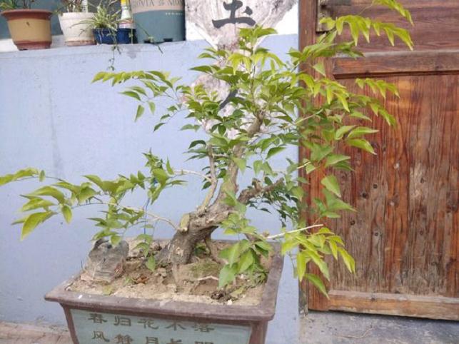 九里香下山桩啊花苞不是果子 要开花了