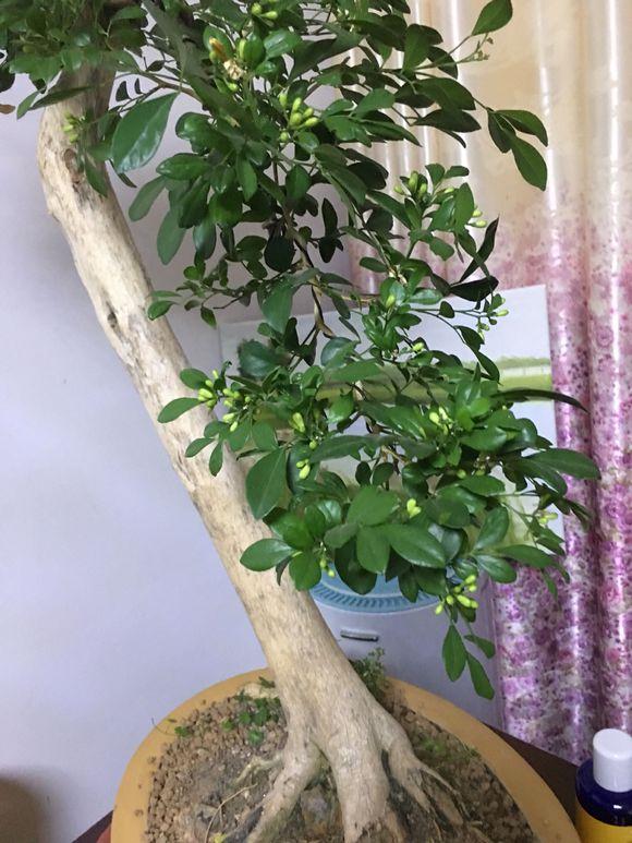 九里香下山桩啊花苞不是果子 要开花了