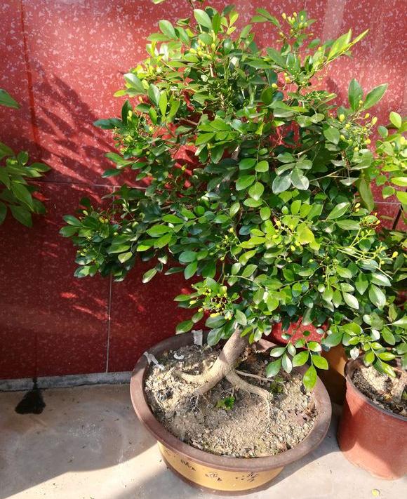 九里香下山桩啊花苞不是果子 要开花了