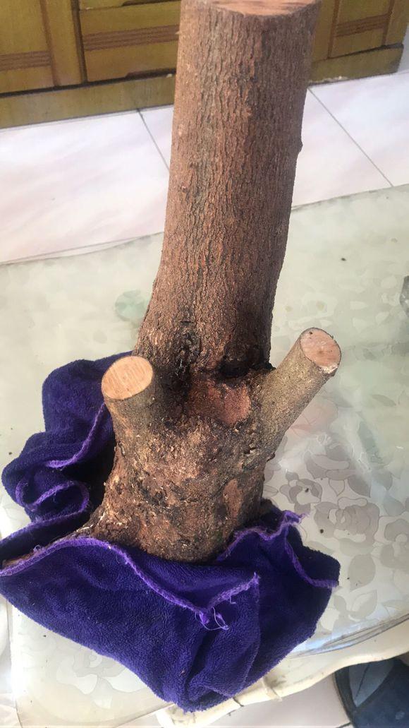 求教新买三角枫下山桩 需要怎样养呢?