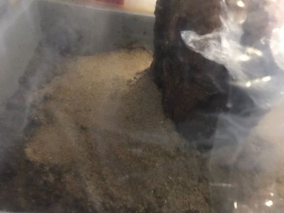 三角枫下山桩怎样养护  如何套袋发芽