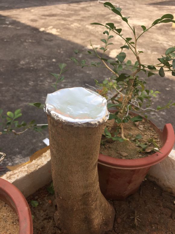 下山桩栽后多少天 才能发芽？