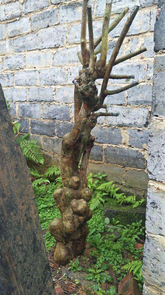 我的紫薇下山桩是不是要死了 帮忙看看？