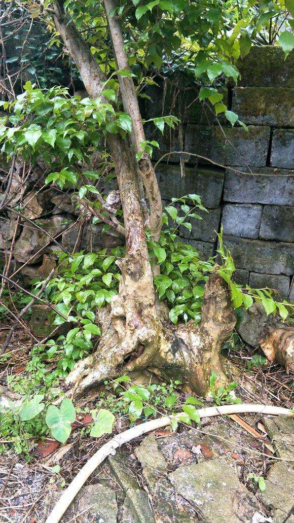 我的紫薇下山桩是不是要死了 帮忙看看？