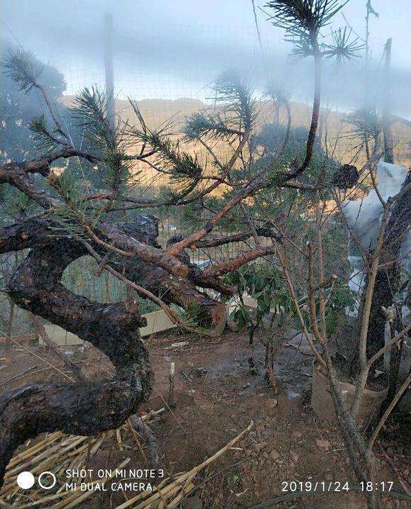 养了差不多 两个月的云南松下山桩