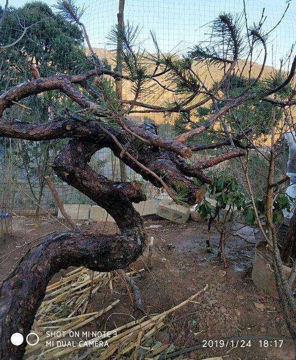 养了差不多 两个月的云南松下山桩