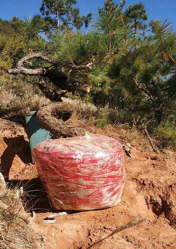 养了差不多 两个月的云南松下山桩