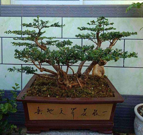 看我 制作了6年黄杨下山桩 效果如何?
