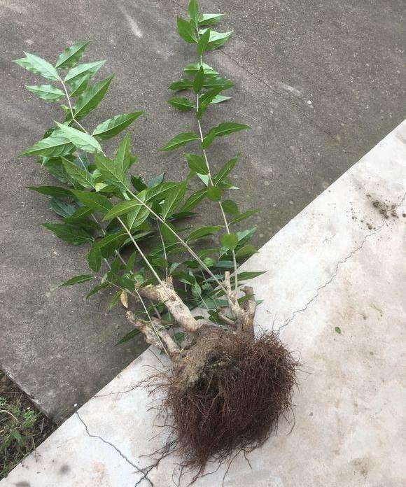 2018年1月砂培的腊梅下山桩生根发根良好