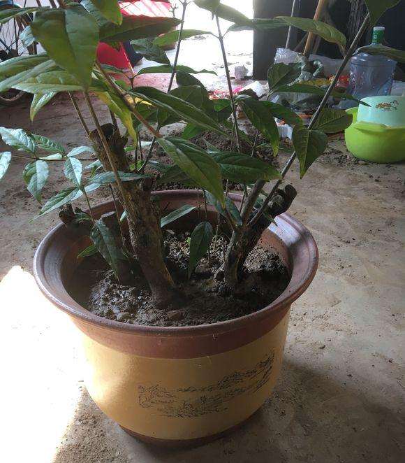 2018年1月砂培的腊梅下山桩生根发根良好