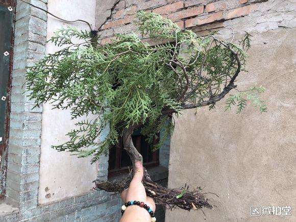 方法 在深圳用生根粉栽种的崖柏下山桩 图片
