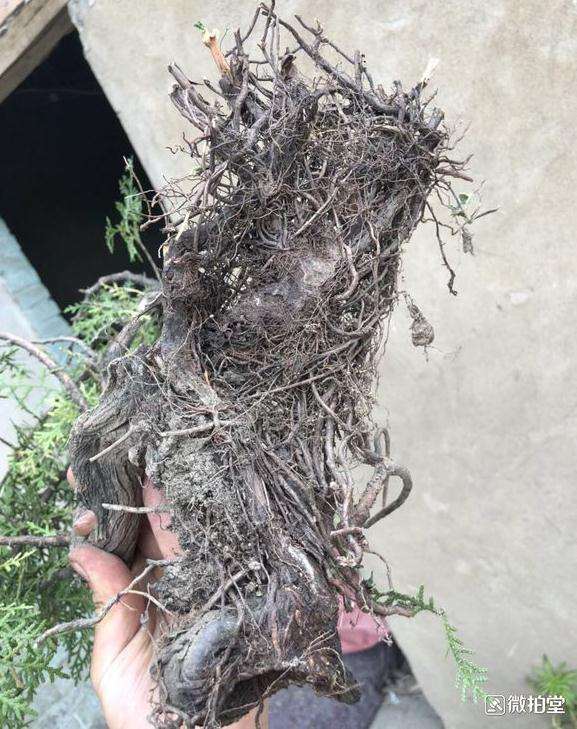 方法 在深圳用生根粉栽种的崖柏下山桩 图片