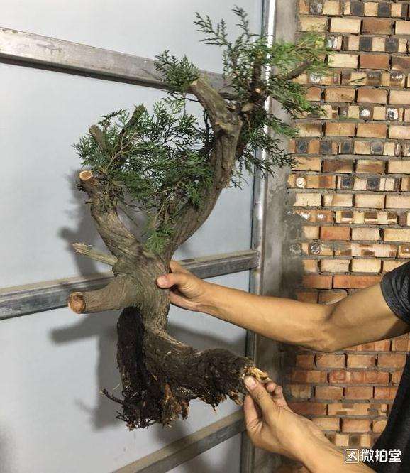 方法 在深圳用生根粉栽种的崖柏下山桩 图片