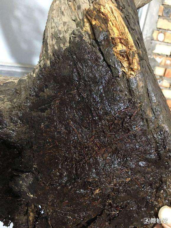 方法 在深圳用生根粉栽种的崖柏下山桩 图片