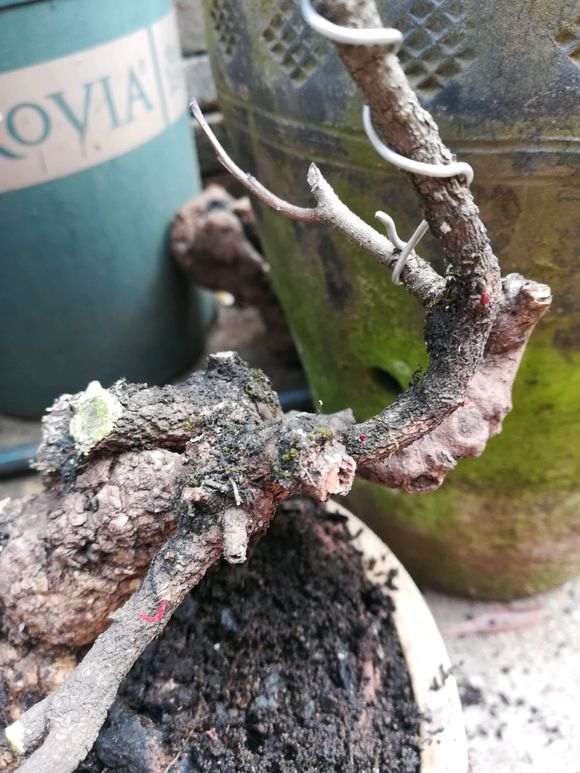 清香木栽种与下山桩挖取要点