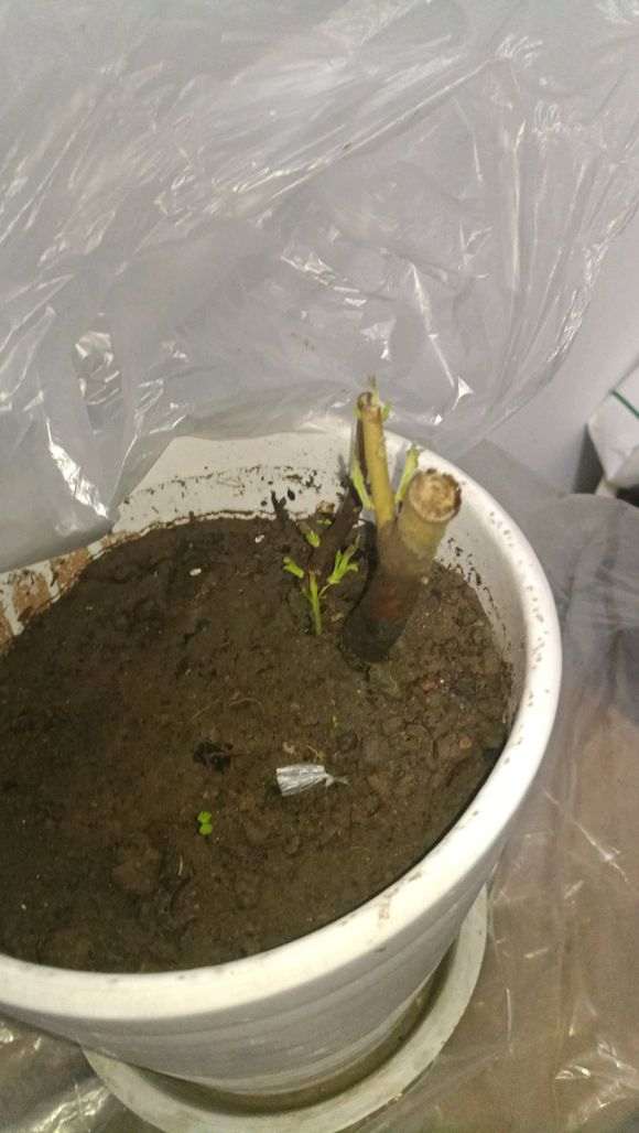 黄荆下山桩一般要多长时间才生根？